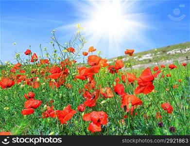 Red poppies on the green field against a blue sky