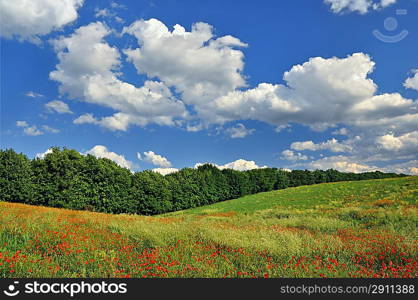 Red poppies on the green field against the blue sky with white clouds