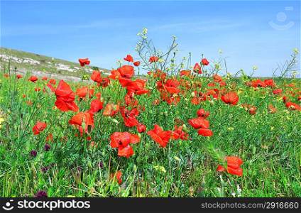 Red poppies on the green field sways in the wind against a blue sky