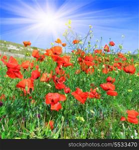 Red poppies on the green meadow against a blue sky