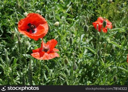 Red poppies on the green wheat field