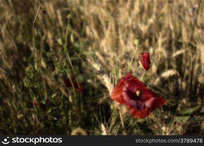 Red poppies on yellow weeds fields during spring in Italian countryside