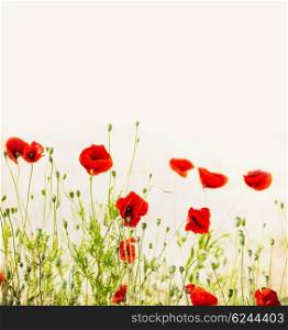 Red poppies, outdoor floral nature background