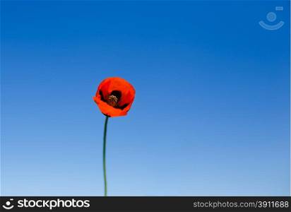 Red poppy against blue sky