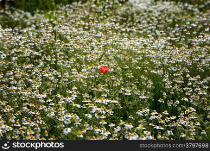 Red poppy among daisies in Italian countryside