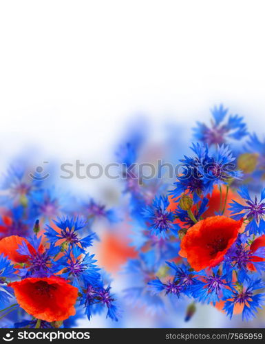 red poppy and blue corn flowers on white background. field flowers