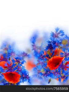 red poppy and blue corn flowers on white background. field flowers