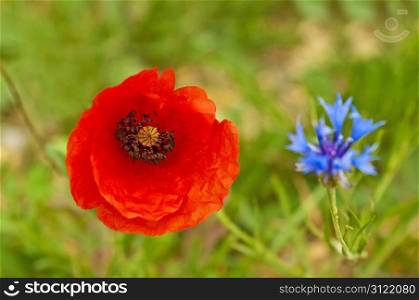 red poppy and cornflower