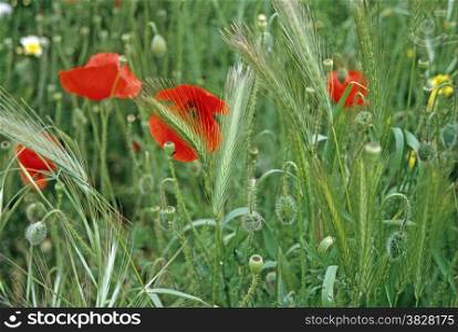 Red Poppy and grain