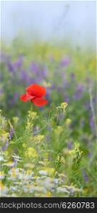 red poppy and wild flowers in summer time