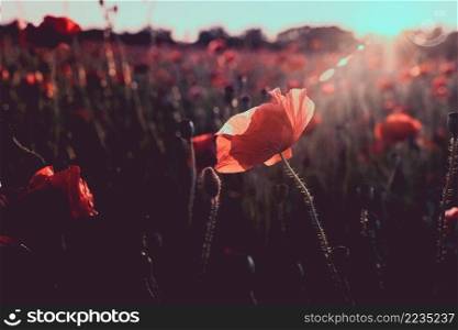 Red poppy blooming on field. Red poppy flowers in the oil seed rape fields. poppy flower.  Great wallpaper design. Nature background. Beautiful summer landscape.. Poppy flowers meadow and nice sunset scene