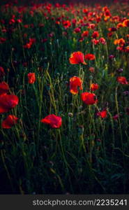 Red poppy blooming on field. Red poppy flowers in the oil seed rape fields. poppy flower.  Great wallpaper design. Nature background. Beautiful summer landscape.. Poppy flowers meadow and nice sunset scene