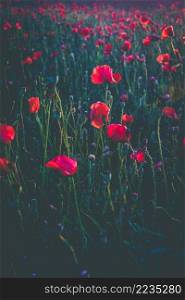Red poppy blooming on field. Red poppy flowers in the oil seed rape fields. poppy flower.  Great wallpaper design. Nature background. Beautiful summer landscape.. Poppy flowers meadow and nice sunset scene