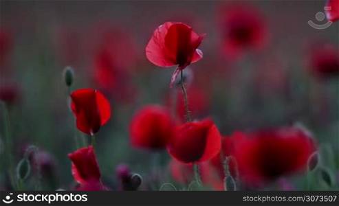 Red poppy field at evening