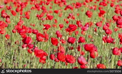 Red poppy field at spring