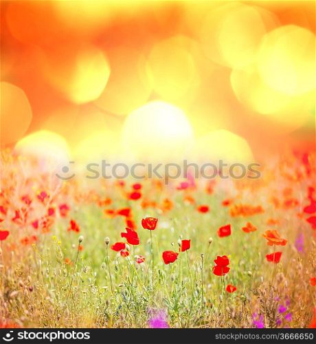 red poppy field at sunset