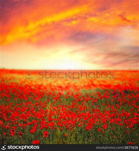 red poppy field at sunset