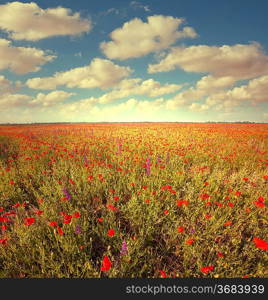 red poppy field at sunset