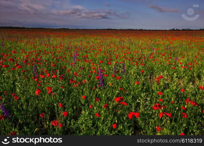 Red poppy field at sunset