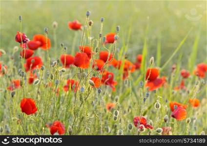 red poppy field at the sunset