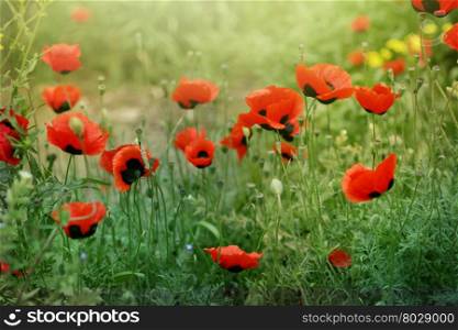 red poppy flower in grass