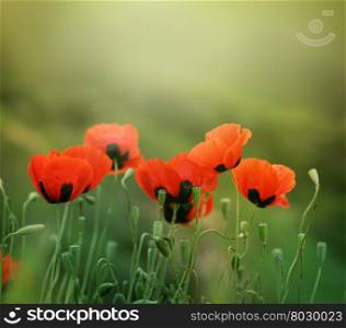 red poppy flower in grass