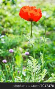 red poppy flower on summer green meadow