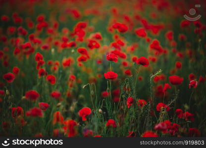 Red poppy flowers against the sky. Shallow depth of field. Red poppy flowers against the sky. Shallow depth of field.