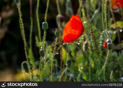 Red poppy flowers. Blooming poppy flower. Red poppy flower on a green grass. Garden with poppy flowers. Field flowers. Nature flower. Flowers in meadow. Bright red poppy flower on summer wild meadow.
