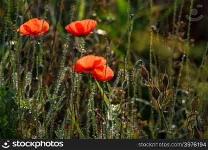 Red poppy flowers. Blooming poppy flowers. Red poppy flowers on a green grass. Garden with poppy flowers. Field flowers. Nature flower. Flowers in meadow. Blooming red poppy flowers on summer wild meadow.