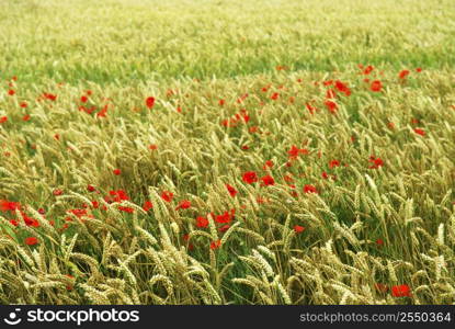 Red poppy flowers growing in green rye grain field
