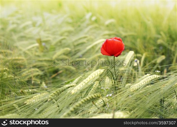 Red poppy flowers in green wheat