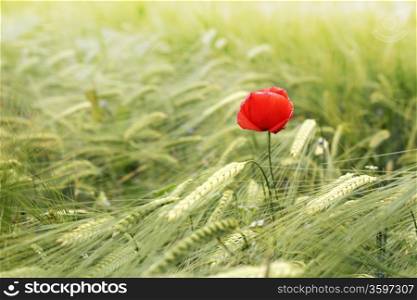 Red poppy flowers in green wheat