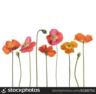 Red Poppy Flowers Isolated On White Background