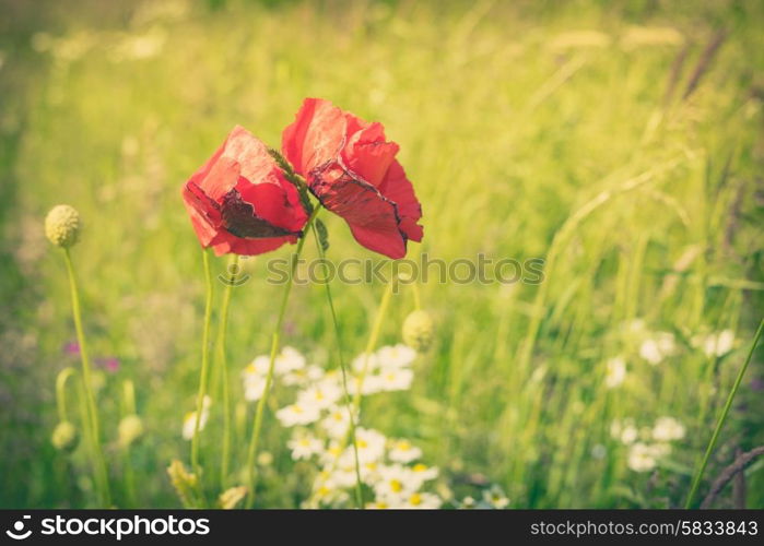 Red poppy flowers on a green meadow