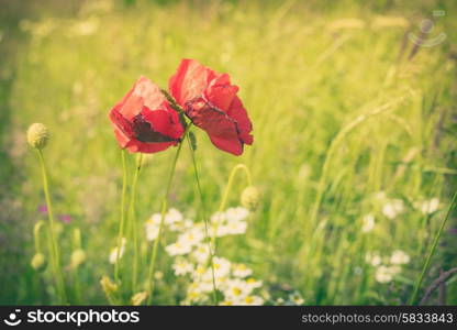 Red poppy flowers on a green meadow