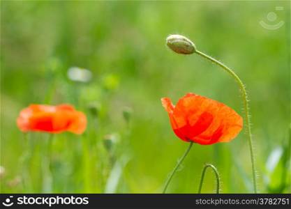 Red poppy flowers on the green grass