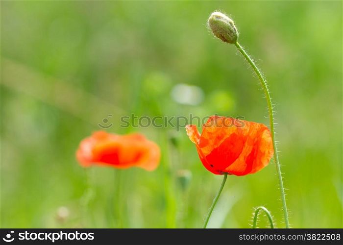 Red poppy flowers on the summer