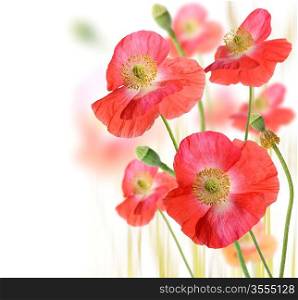 Red Poppy Flowers On White Background
