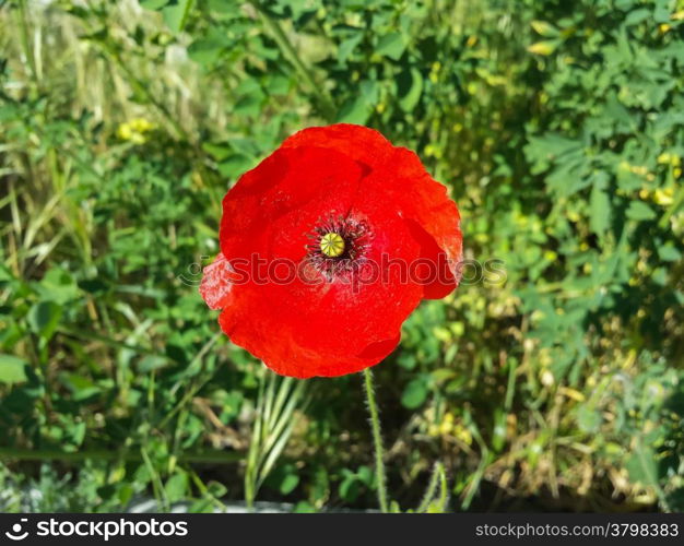 red poppy in a green garden