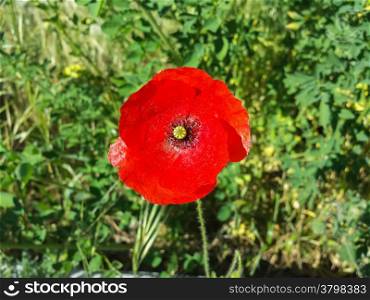 red poppy in a green garden