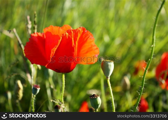 Red poppy in front of green grass