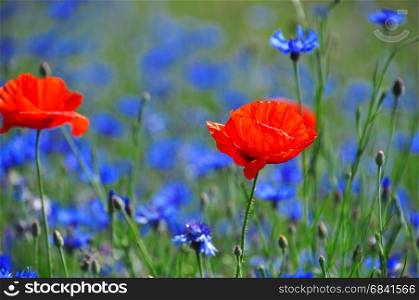 Red poppy in the middle of the field with blue cornflowers, summer day