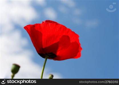 Red poppy on a background blue sky