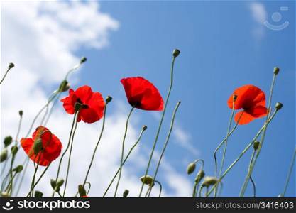 Red poppy on a background blue sky