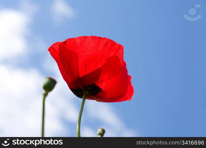 Red poppy on a background blue sky