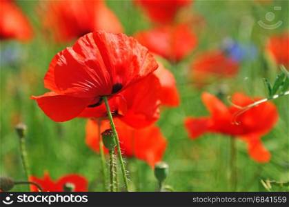 red poppy on a green field, close-up