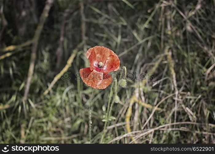 Red poppy on green weeds field
