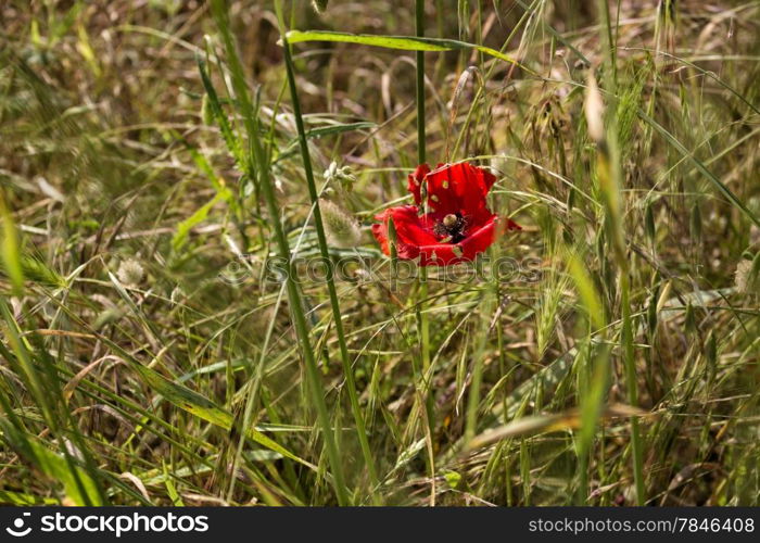 Red poppy on green weeds field