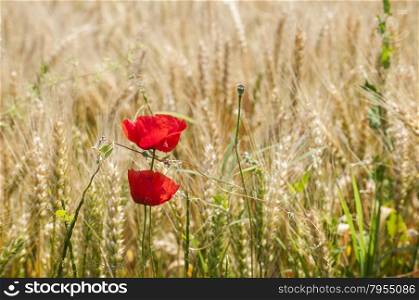 Red poppy on summer wheat field background